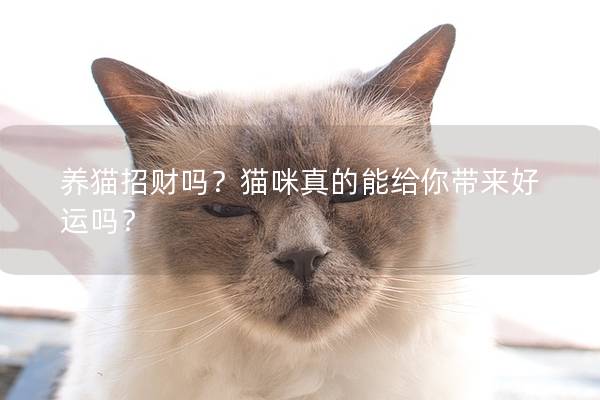 养猫招财吗？猫咪真的能给你带来好运吗？