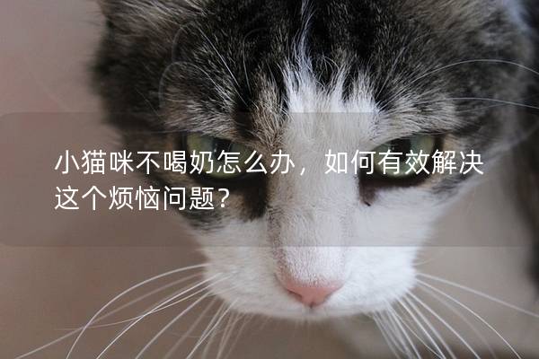 小猫咪不喝奶怎么办，如何有效解决这个烦恼问题？