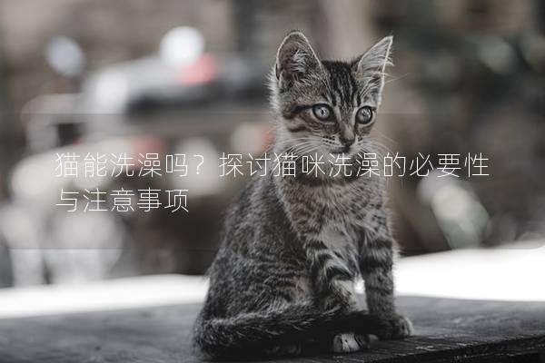 猫能洗澡吗？探讨猫咪洗澡的必要性与注意事项