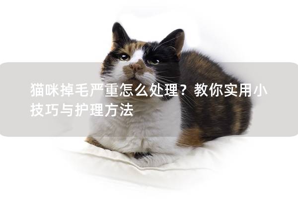 猫咪掉毛严重怎么处理？教你实用小技巧与护理方法