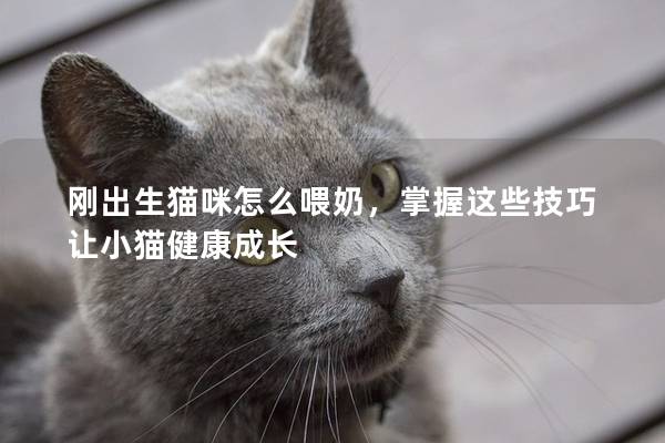 刚出生猫咪怎么喂奶，掌握这些技巧让小猫健康成长