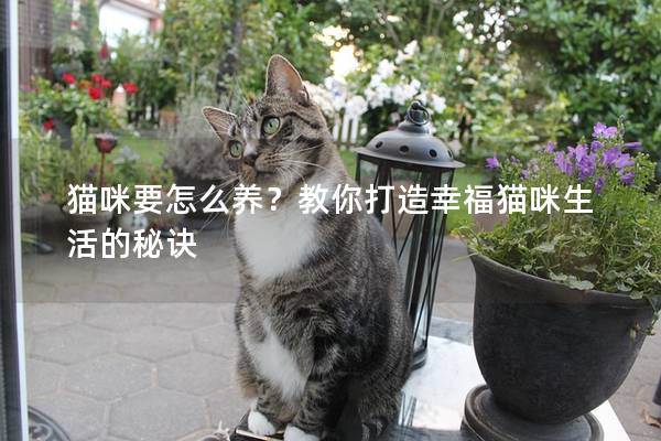 猫咪要怎么养？教你打造幸福猫咪生活的秘诀