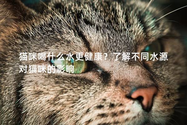 猫咪喝什么水更健康？了解不同水源对猫咪的影响