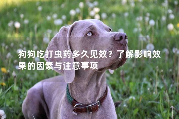 狗狗吃打虫药多久见效？了解影响效果的因素与注意事项