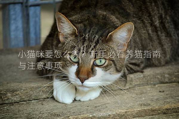 小猫咪要怎么养？新手必看养猫指南与注意事项