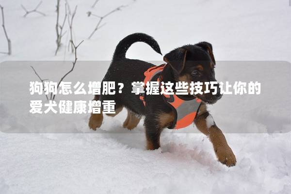 狗狗怎么增肥？掌握这些技巧让你的爱犬健康增重