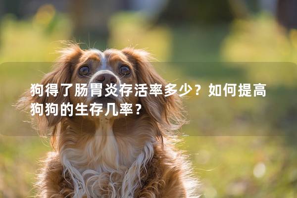 狗得了肠胃炎存活率多少？如何提高狗狗的生存几率？