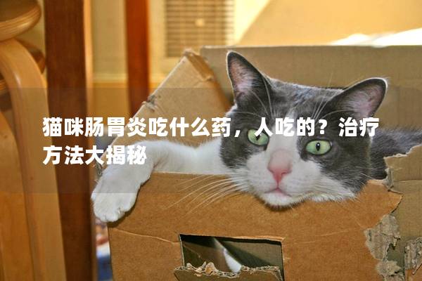 猫咪肠胃炎吃什么药，人吃的？治疗方法大揭秘