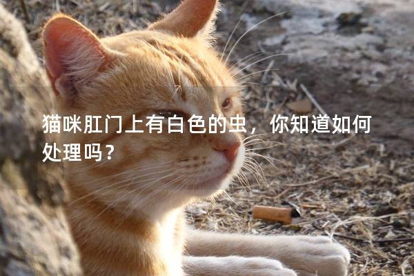 猫咪肛门上有白色的虫，你知道如何处理吗？