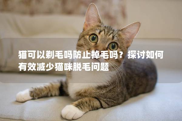 猫可以剃毛吗防止掉毛吗？探讨如何有效减少猫咪脱毛问题