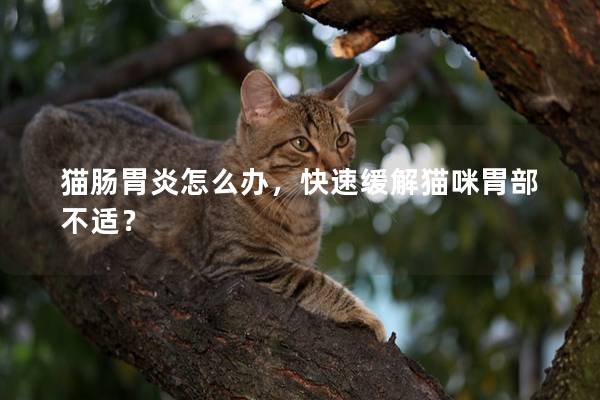 猫肠胃炎怎么办，快速缓解猫咪胃部不适？