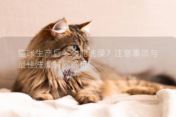 猫咪生产后多久能洗澡？注意事项与最佳洗澡时间解析