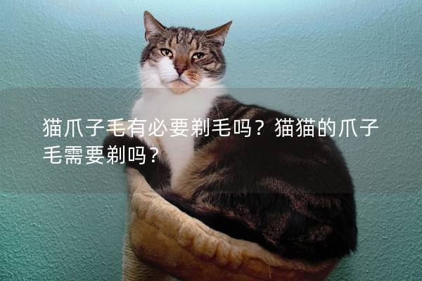 猫爪子毛有必要剃毛吗？猫猫的爪子毛需要剃吗？