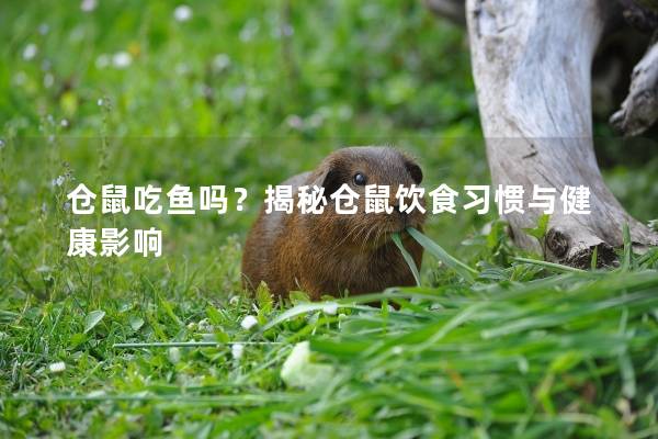 仓鼠吃鱼吗?揭秘仓鼠饮食习惯与健康影响 仓鼠吃鱼吗?揭秘仓鼠饮食习惯与健康影响