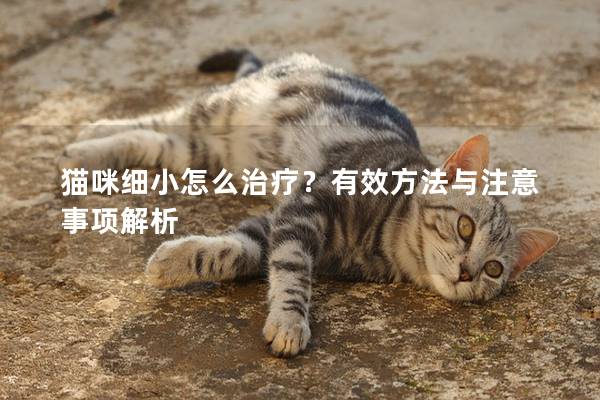 猫咪细小怎么治疗？有效方法与注意事项解析