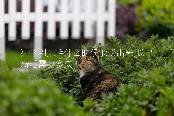 猫咪剃完毛什么时候能长出来,长出新毛需要多久？