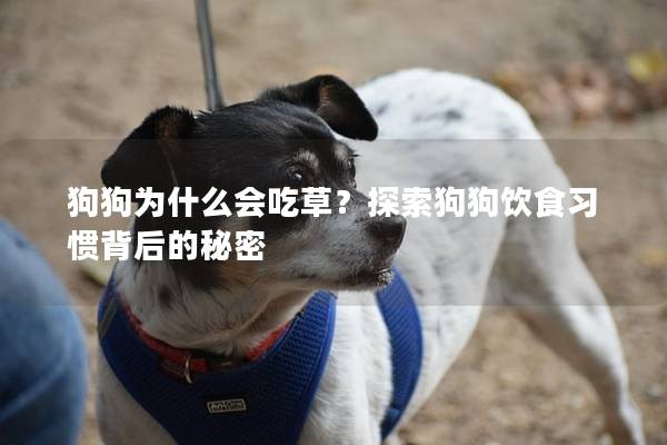 狗狗为什么会吃草？探索狗狗饮食习惯背后的秘密