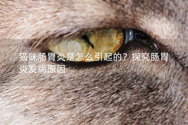 猫咪肠胃炎是怎么引起的？探究肠胃炎发病原因