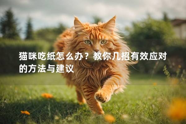 猫咪吃纸怎么办？教你几招有效应对的方法与建议