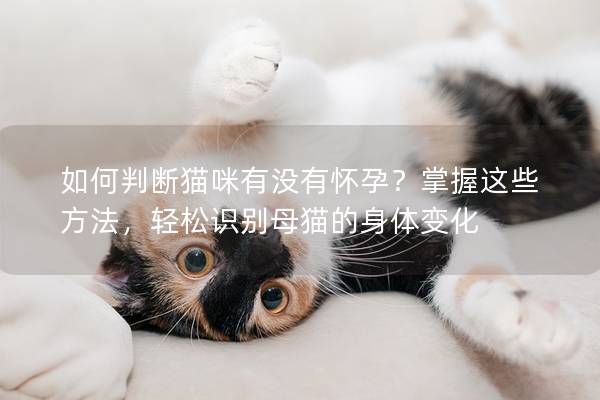 如何判断猫咪有没有怀孕？掌握这些方法，轻松识别母猫的身体变化