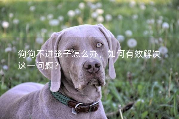 狗狗不进笼子怎么办，如何有效解决这一问题？