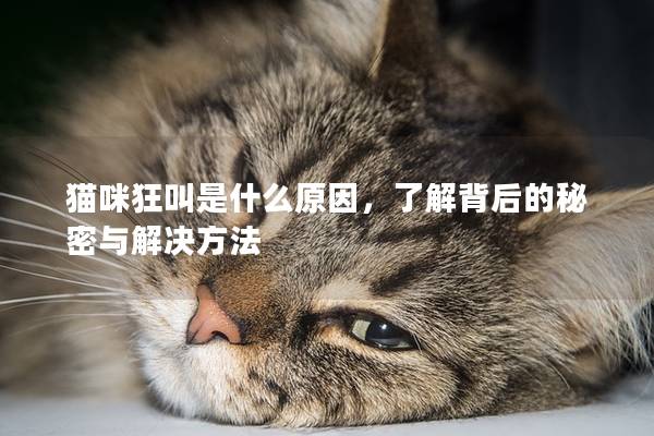 猫咪狂叫是什么原因，了解背后的秘密与解决方法