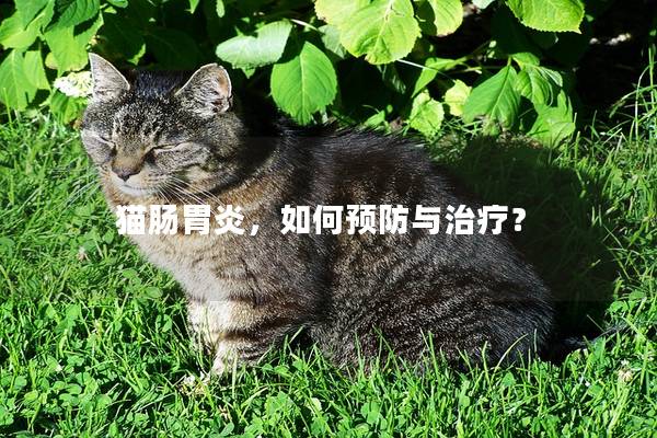 猫肠胃炎，如何预防与治疗？