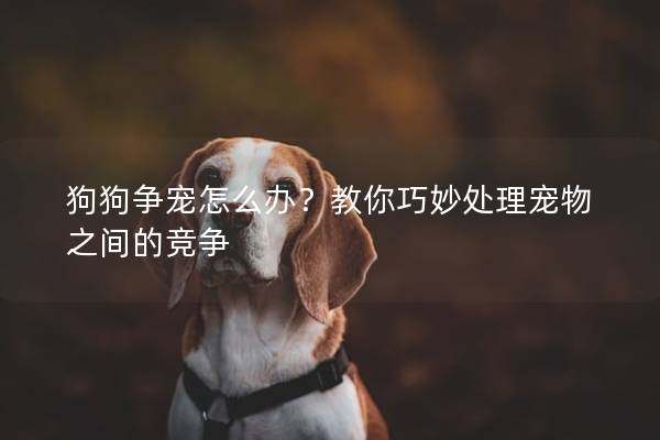 狗狗争宠怎么办？教你巧妙处理宠物之间的竞争