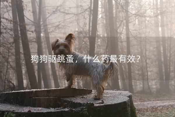 狗狗驱跳蚤，什么药最有效？