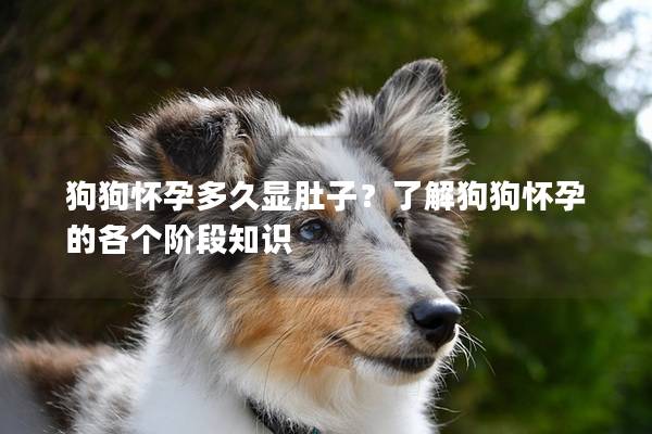 狗狗怀孕多久显肚子？了解狗狗怀孕的各个阶段知识