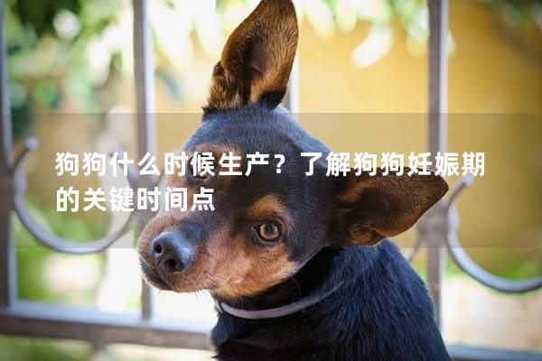 狗狗什么时候生产？了解狗狗妊娠期的关键时间点