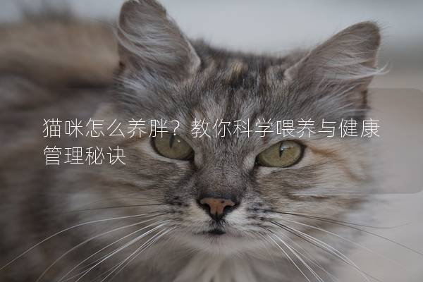 猫咪怎么养胖？教你科学喂养与健康管理秘诀