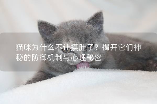 猫咪为什么不让摸肚子？揭开它们神秘的防御机制与心理秘密