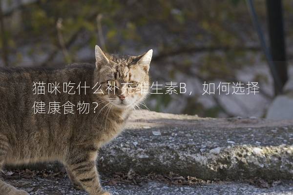 猫咪吃什么补充维生素B，如何选择健康食物？