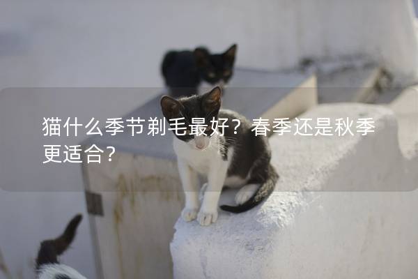 猫什么季节剃毛最好？春季还是秋季更适合？