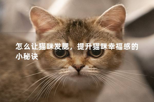 怎么让猫咪发腮，提升猫咪幸福感的小秘诀