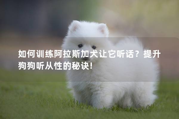 如何训练阿拉斯加犬让它听话？提升狗狗听从性的秘诀!