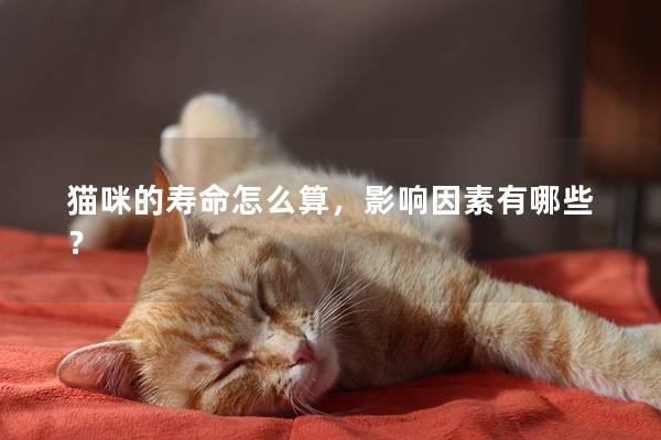 猫咪的寿命怎么算，影响因素有哪些？