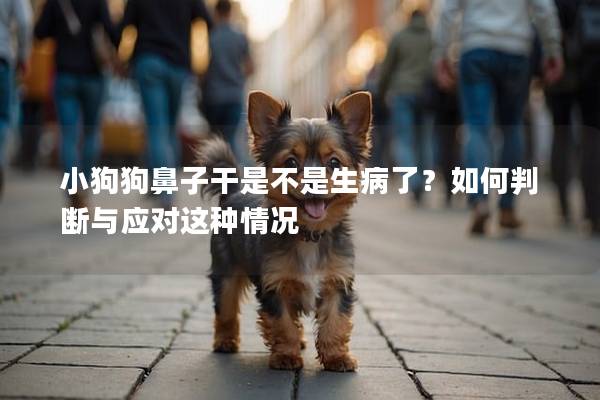 小狗狗鼻子干是不是生病了？如何判断与应对这种情况