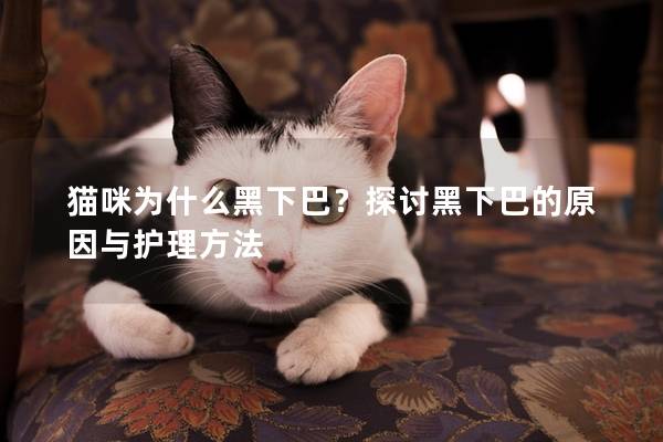 猫咪为什么黑下巴？探讨黑下巴的原因与护理方法