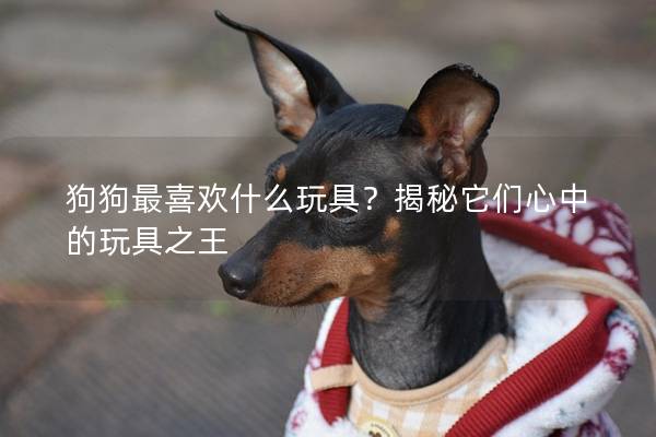 狗狗最喜欢什么玩具？揭秘它们心中的玩具之王