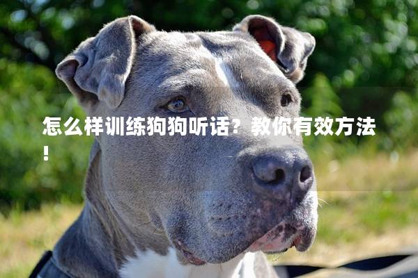 怎么样训练狗狗听话？教你有效方法!