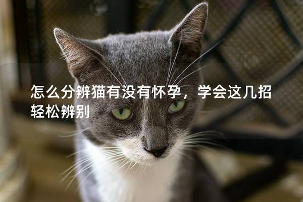 怎么分辨猫有没有怀孕，学会这几招轻松辨别