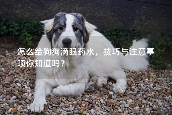 怎么给狗狗滴眼药水，技巧与注意事项你知道吗？