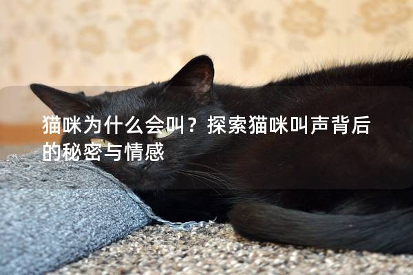 猫咪为什么会叫？探索猫咪叫声背后的秘密与情感