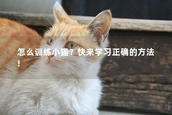 怎么训练小猫？快来学习正确的方法!