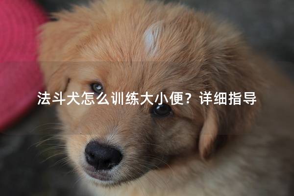 法斗犬怎么训练大小便？详细指导