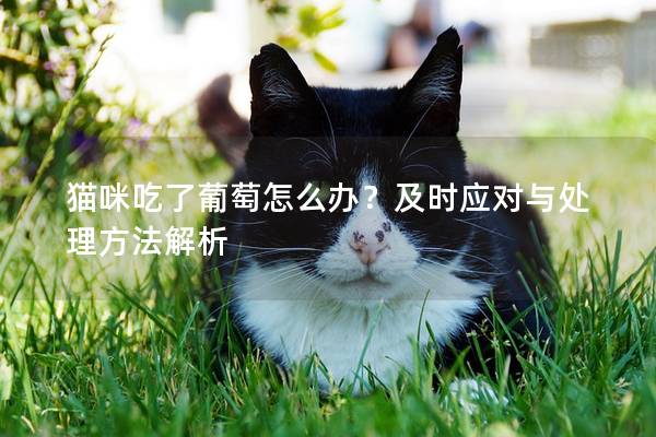 猫咪吃了葡萄怎么办？及时应对与处理方法解析