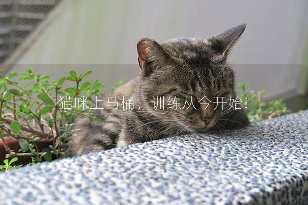 猫咪上马桶，训练从今开始!