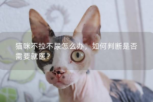 猫咪不拉不尿怎么办，如何判断是否需要就医？